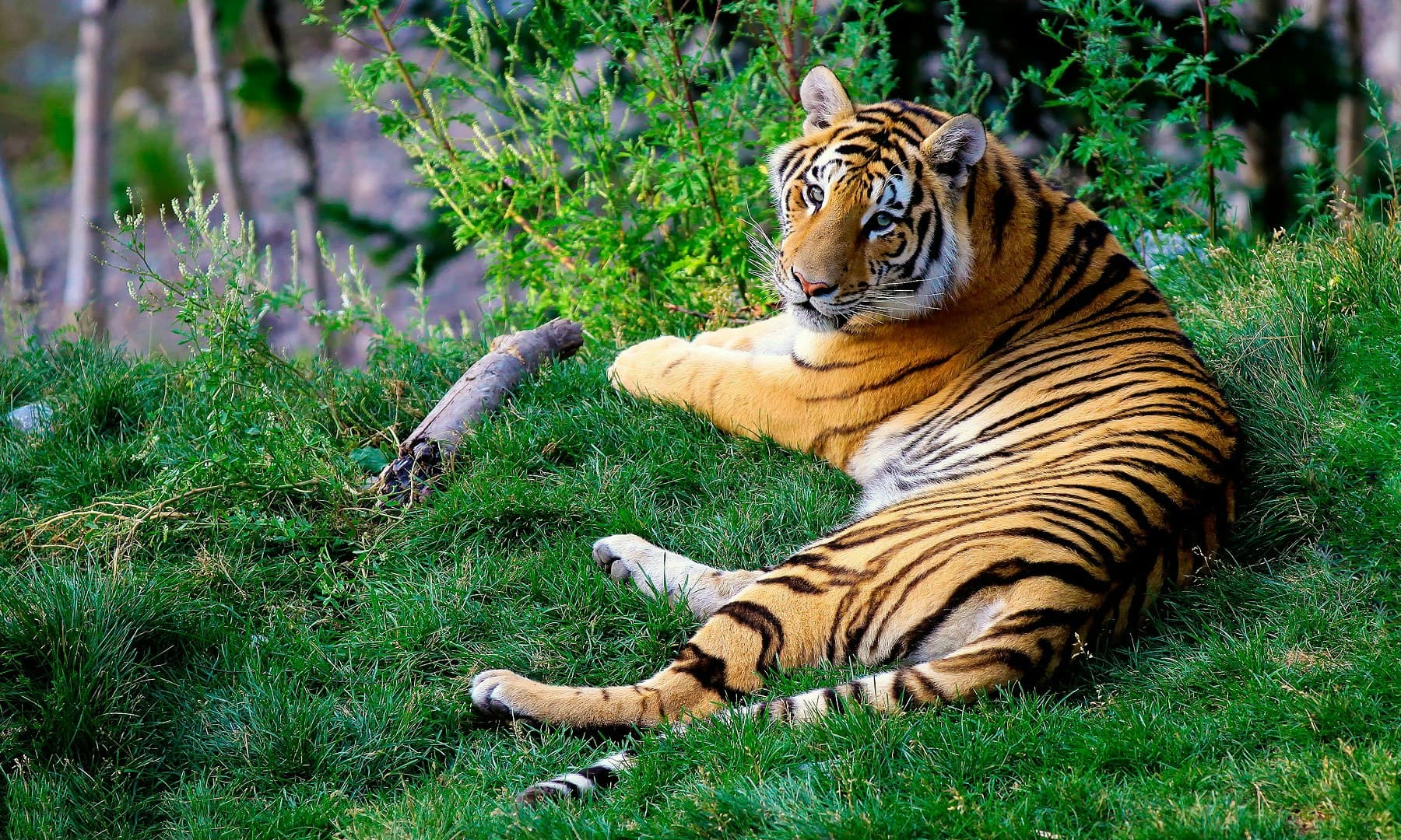 Tiger, der hviler i grønt habitat