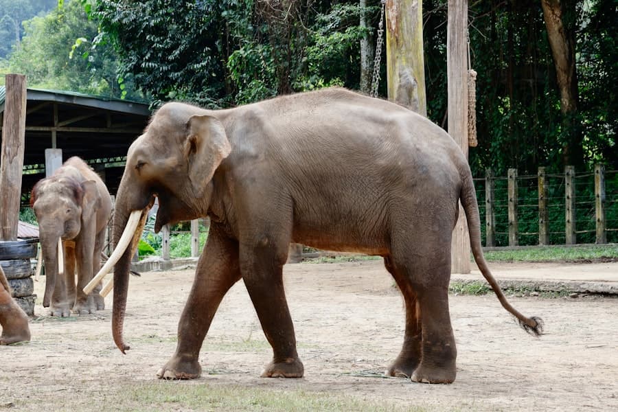 Elefant i udendørs indhegning