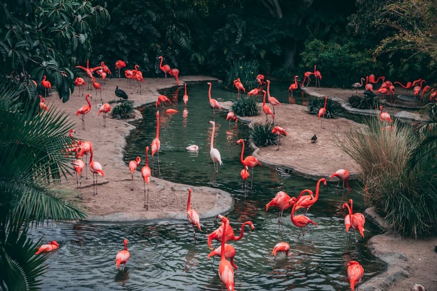 Flok flamingoer i deres habitat