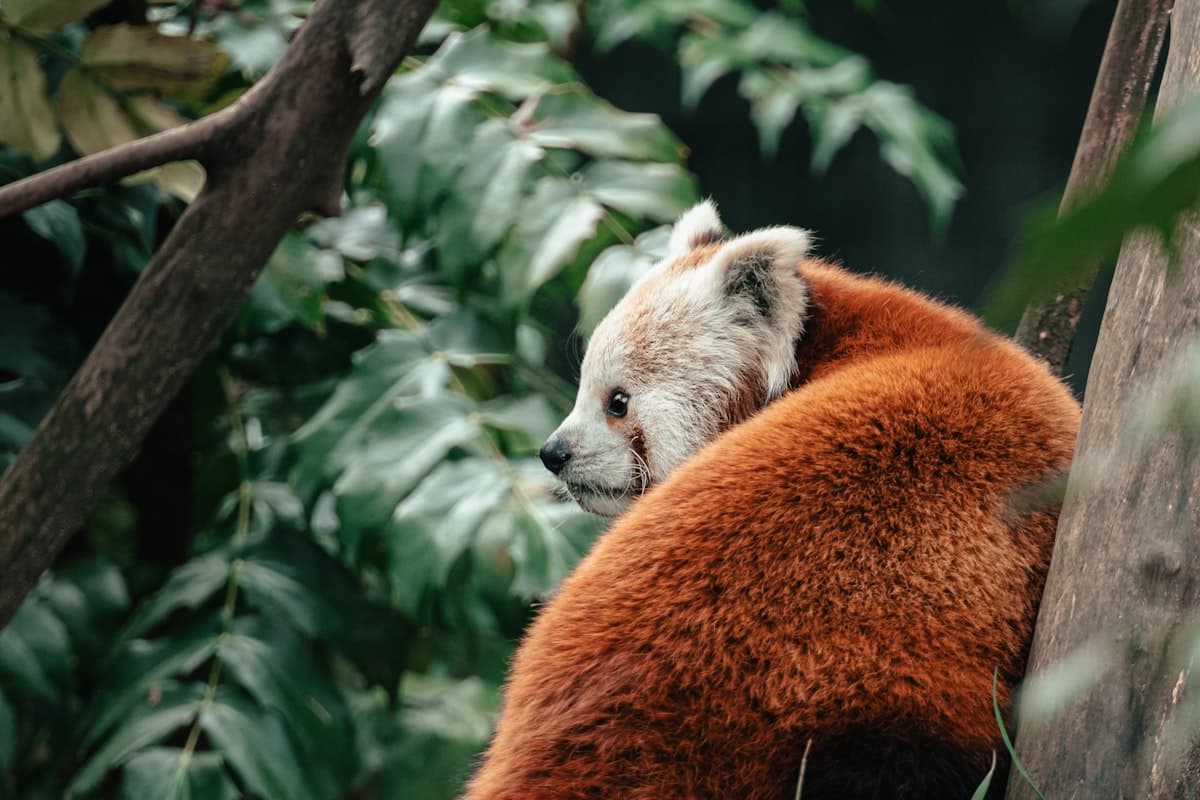 Rød panda i frodig skovkrone